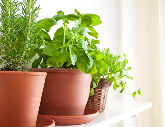 Grow an Indoor Herb Garden - OZNaturals