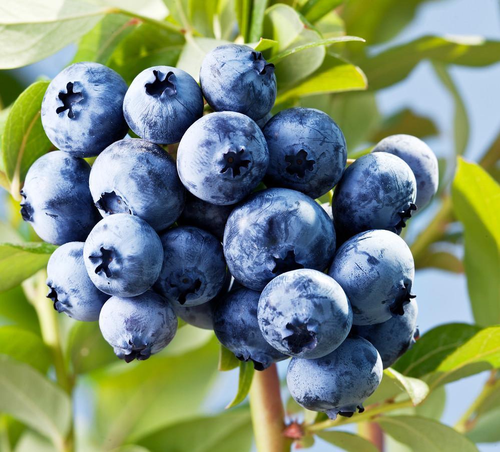 Blueberry Skin Benefits & Improvements - OZNaturals