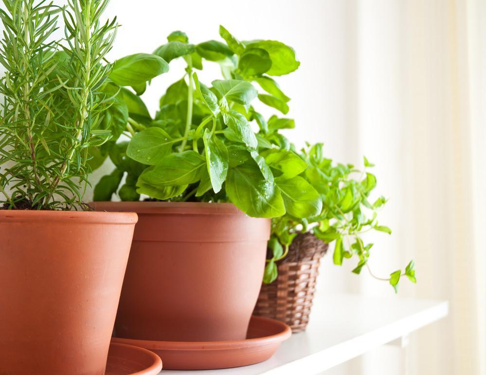 Grow an Indoor Herb Garden - OZNaturals