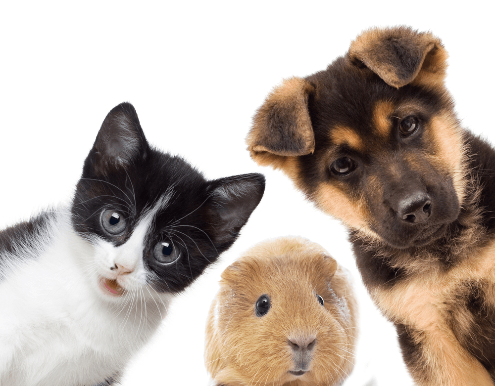 Say No to Animal Testing - OZNaturals