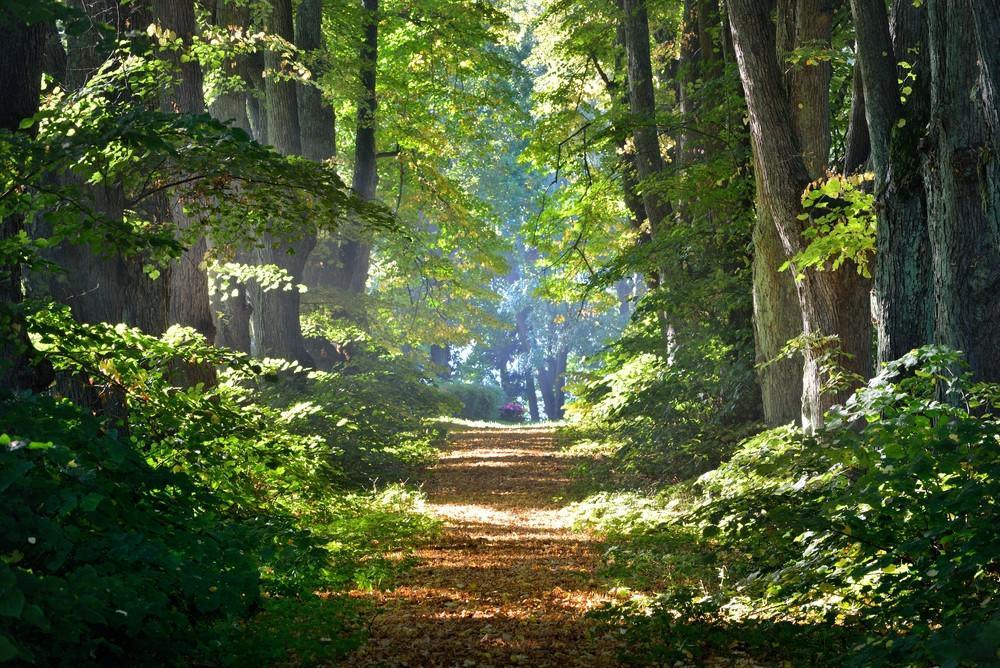The Japanese Art of Forest Bathing - OZNaturals