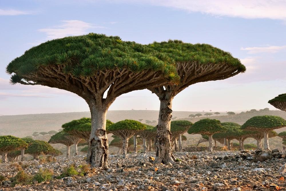 Where Does Dragon’s Blood Come From? - OZNaturals